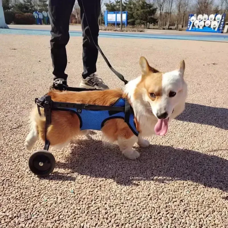 Chariot pour chien arthrose