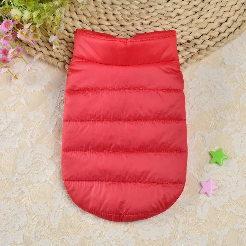 Manteau chihuahua xxs