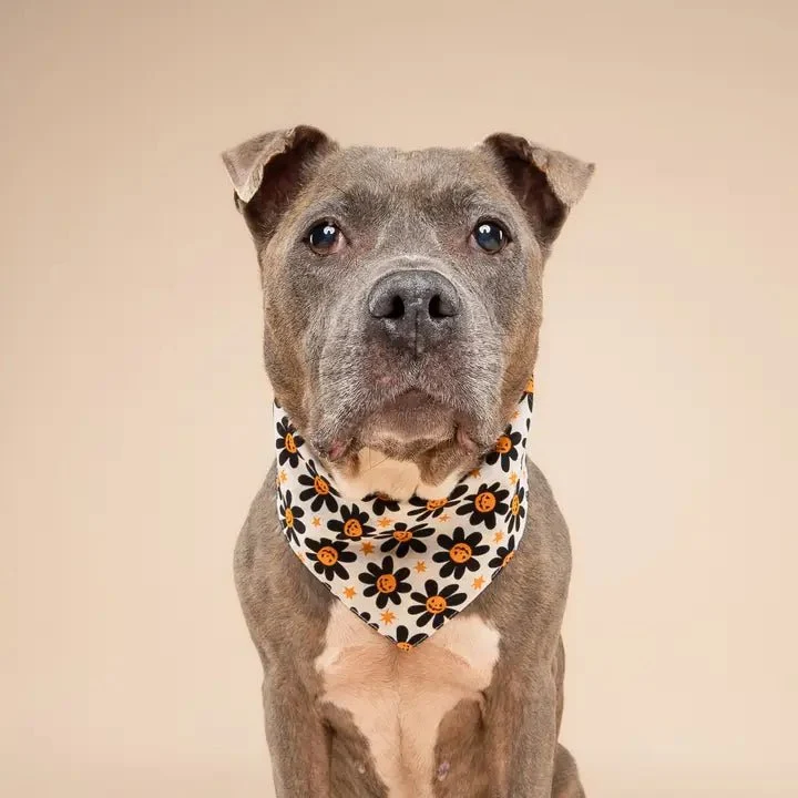 Bandana pour chien Halloween Pétales de citrouille 🎃