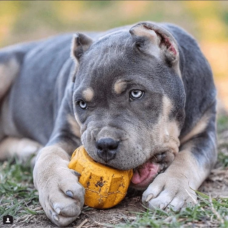 Support bâton de yak chien Gear eDispenser 🦴