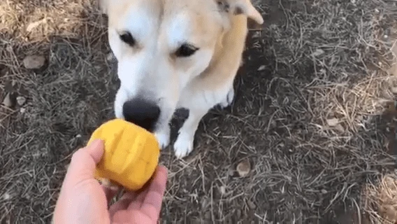 Support bâton de yak chien Gear eDispenser 🦴