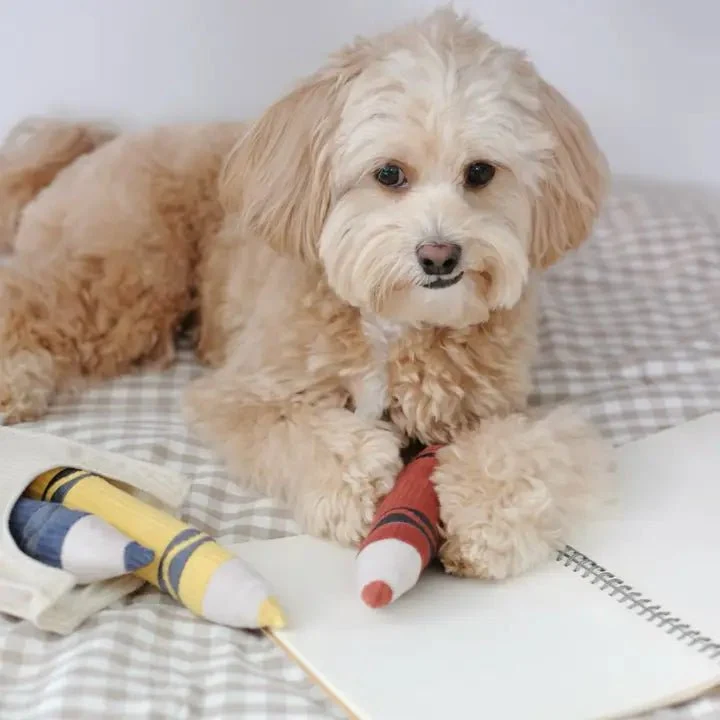 Jouet interactif pour chien boîte de crayons Lambwolf 🖍️