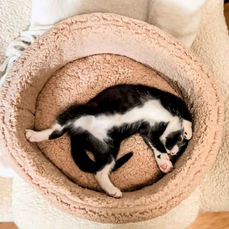 Panier en sherpa ultra doux pour chat Ecocat 🐱
