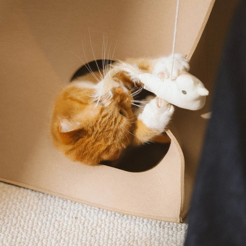 Jouet oiseau pour chat Ecocat 🐦