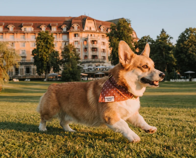 Le duo Club Med x Bandit : Bandana + Laisse