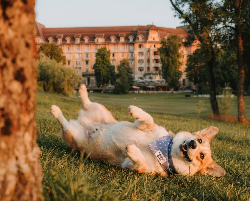 Le duo Club Med x Bandit : Bandana + Laisse