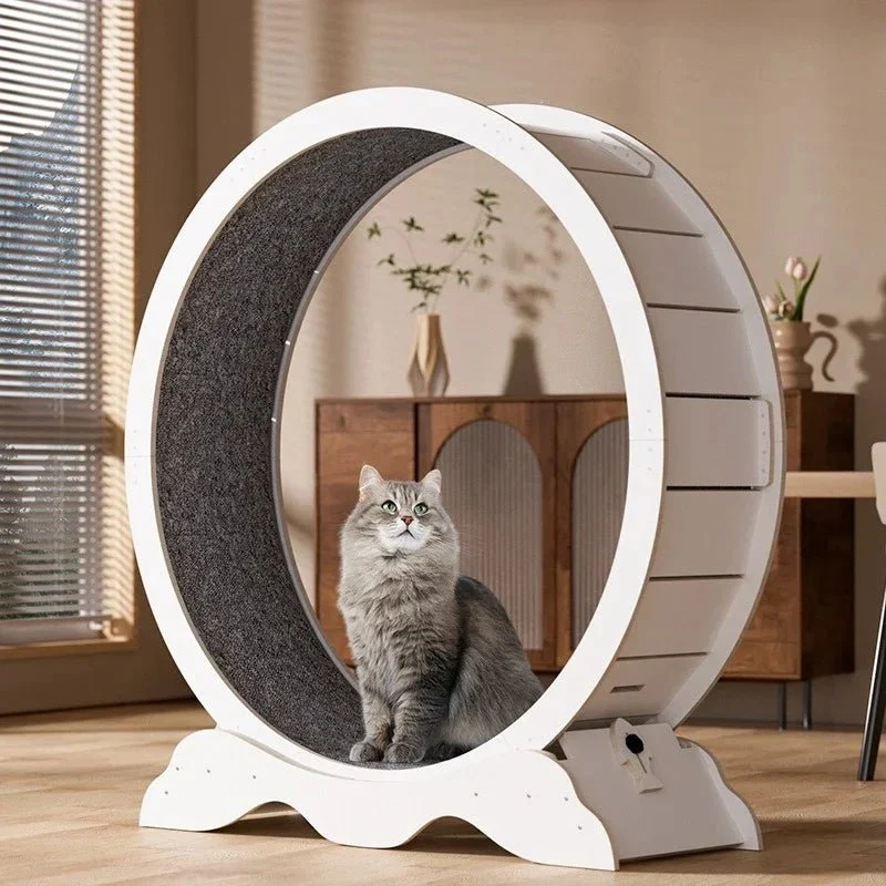 Tapis Roulant pour Chats Actifs