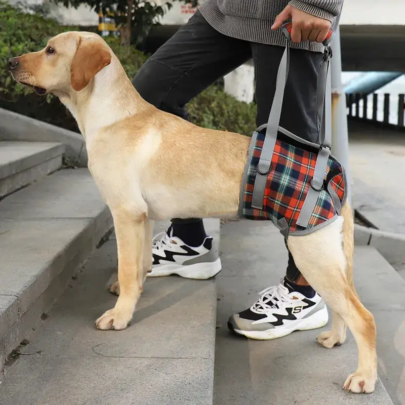 Harnais de portage pour gros chien