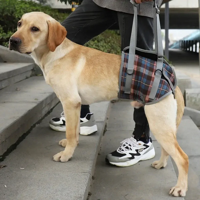 Harnais de portage pour gros chien