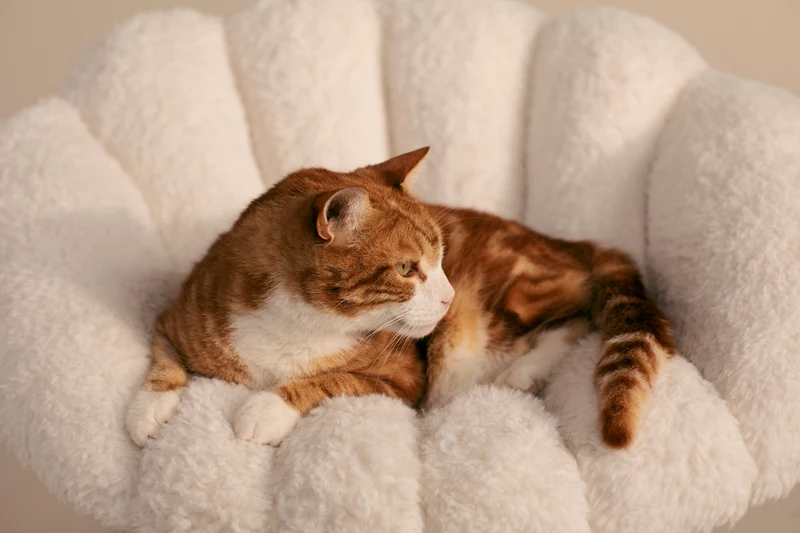 Fauteuil suspendu pour animaux Shell Tavo