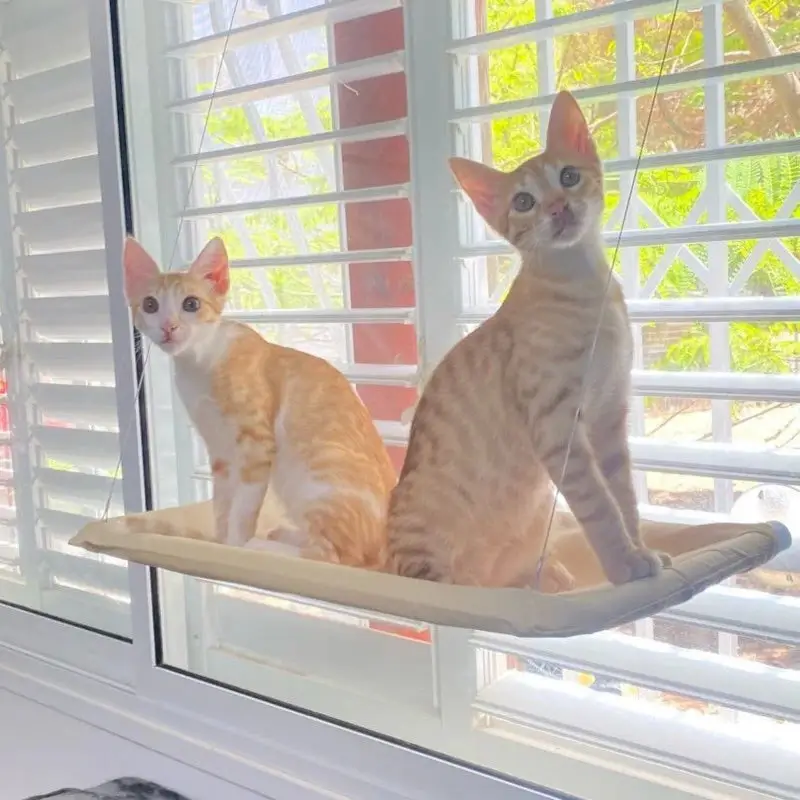 Hamac de fenêtre pour chat - Confort et vue panoramique