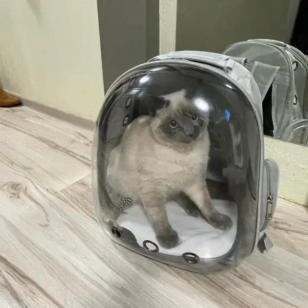 Sac à dos transparent pour chat : un transport confortable et sûr