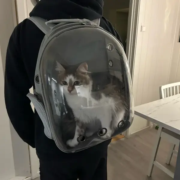 Sac à dos transparent pour chat : un transport confortable et sûr