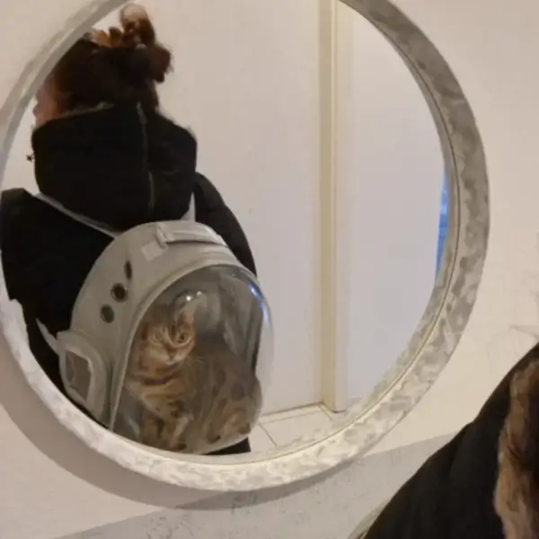 Sac à dos transparent pour chat : un transport confortable et sûr