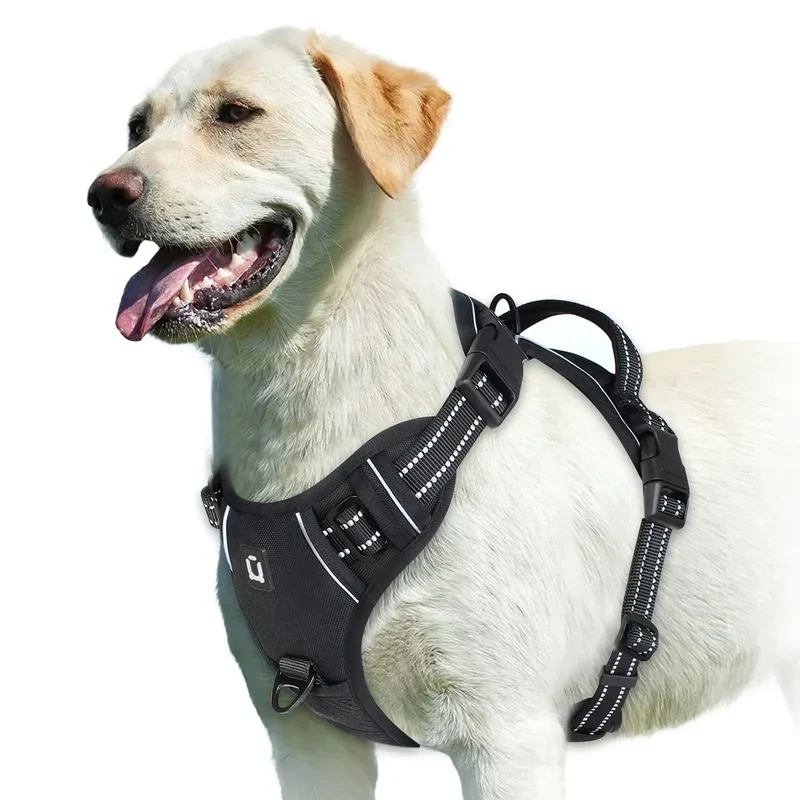 Harnais bouclier pour gros chien