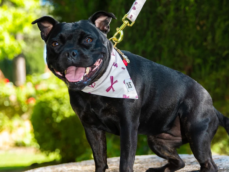 Bandana pour chien Bandit x Romy