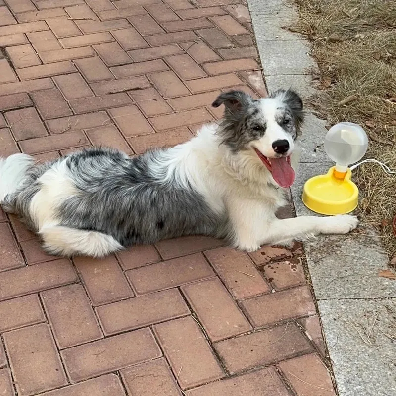 Gourde pour petit chien