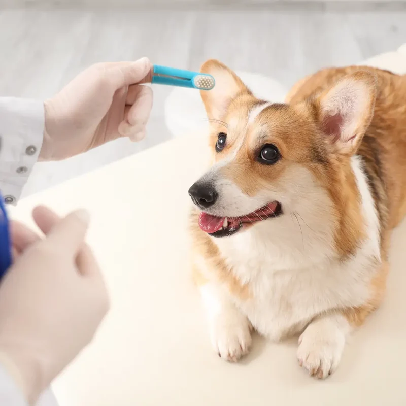 Kit Brosse à Dents + Massage Doigtier Chien et Chat