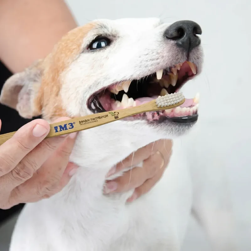 Brosse à Dents Bambou IM3 Chien et Chat