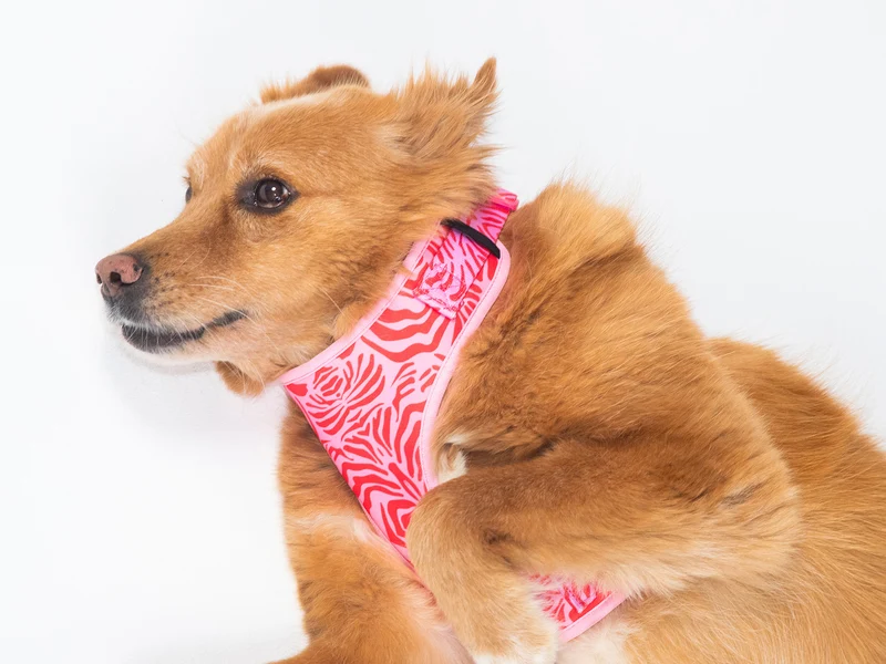 Harnais chien zebre rose