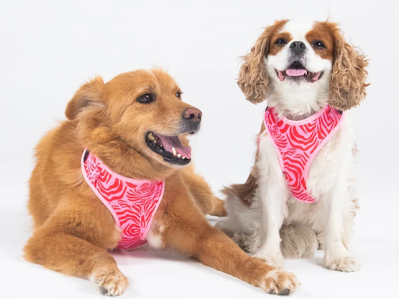 Harnais chien zebre rose