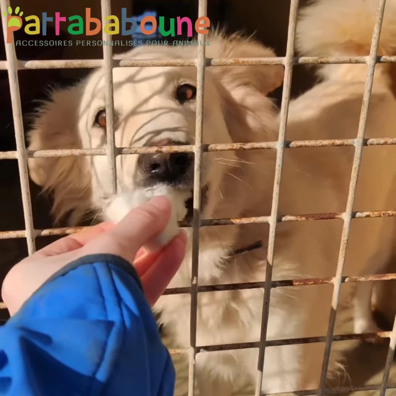 Soutien aux refuges animaliers