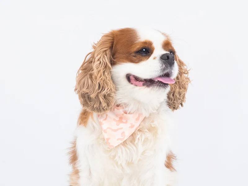 Bandana pour chien camouflage sable