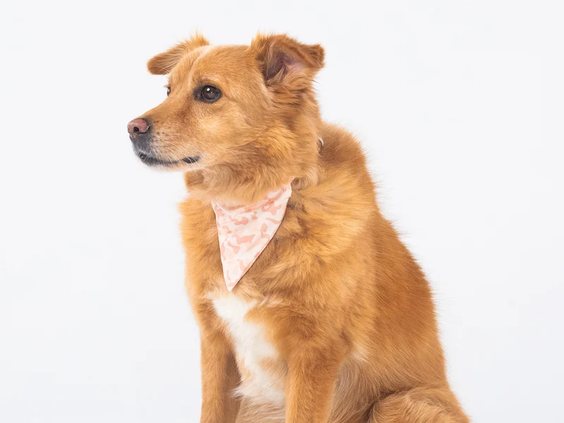 Bandana pour chien camouflage sable