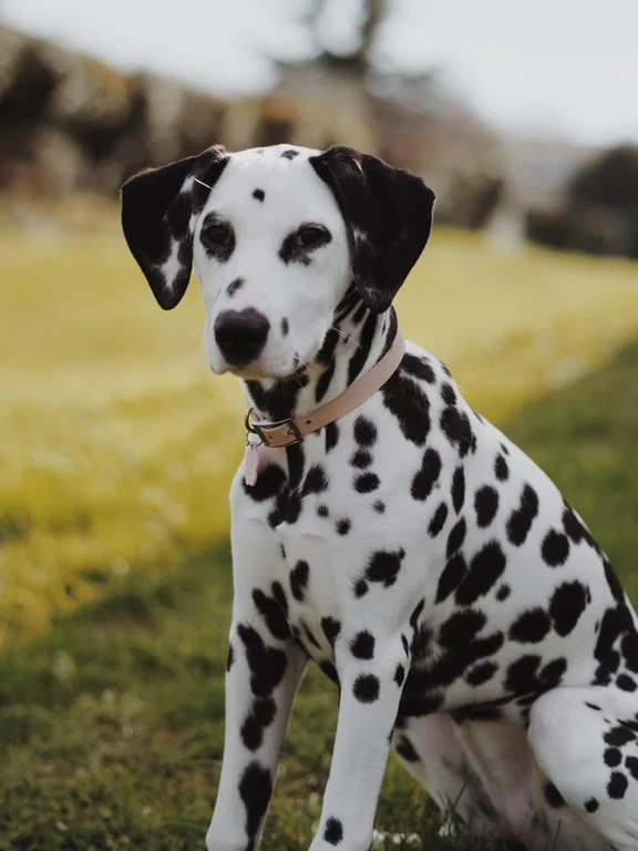 Collier personnalisé pour chien Biothane, Hexa & TPU - 9, 16, 25 & 38 mm