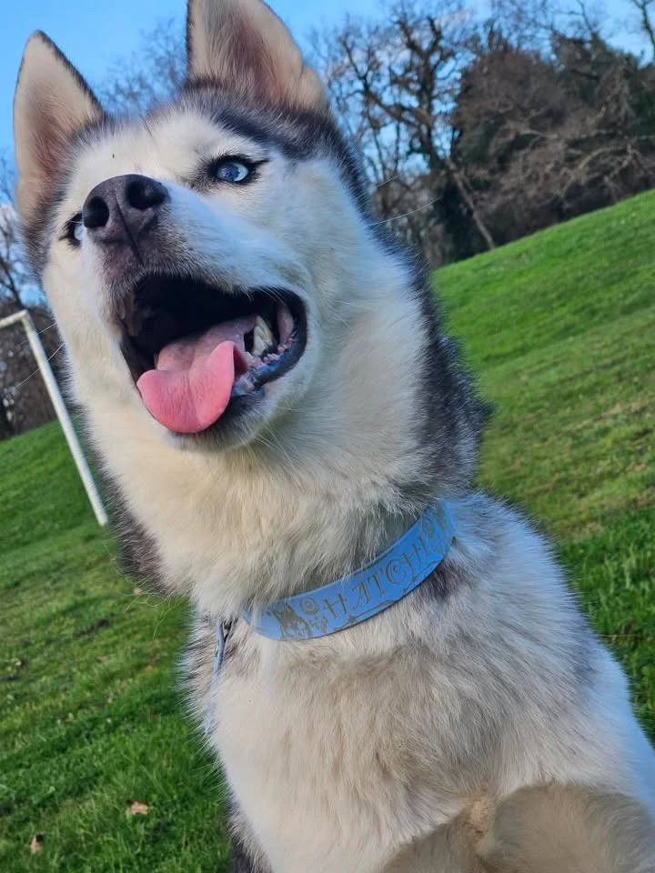Collier personnalisé pour chien Biothane, Hexa & TPU - 9, 16, 25 & 38 mm