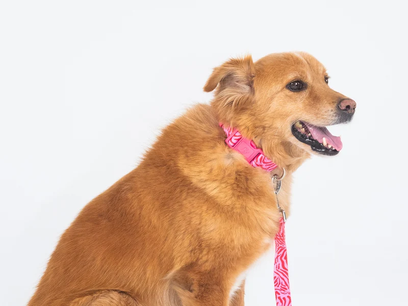 Collier chien zebre rose