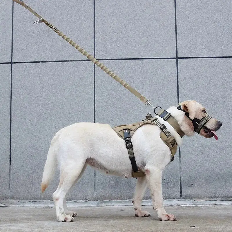 Harnais chien militaire