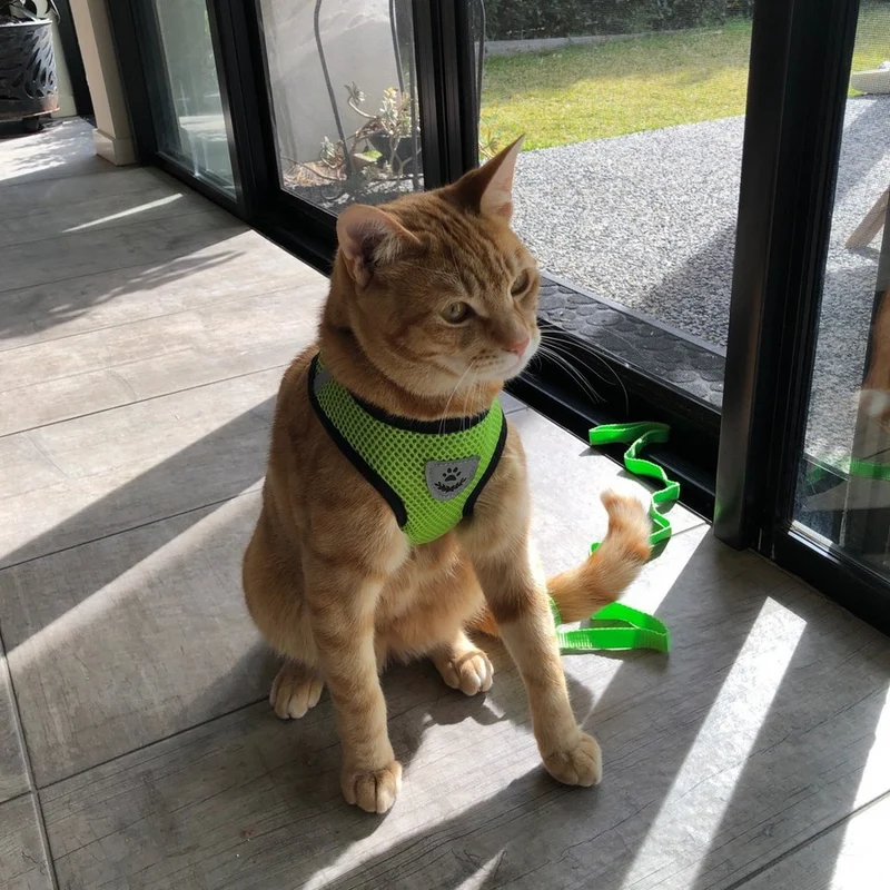 Laisse et harnais pour chat confortable - Promenez votre chat en sécurité