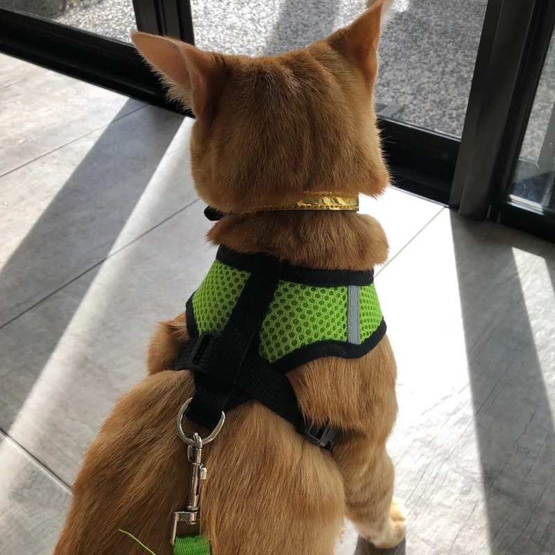 Laisse et harnais pour chat confortable - Promenez votre chat en sécurité