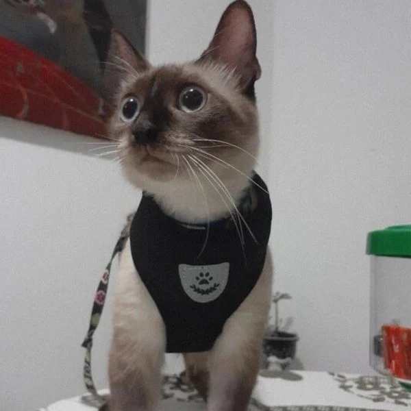 Laisse et harnais pour chat confortable - Promenez votre chat en sécurité