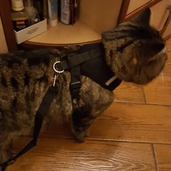 Laisse et harnais pour chat confortable - Promenez votre chat en sécurité