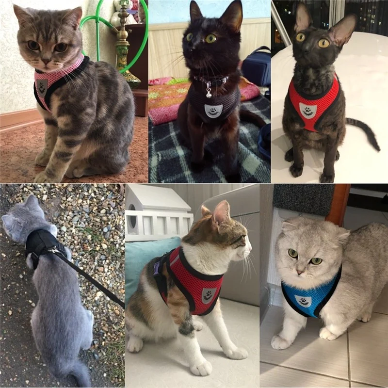 Laisse et harnais pour chat confortable - Promenez votre chat en sécurité