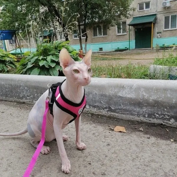 Laisse et harnais pour chat confortable - Promenez votre chat en sécurité