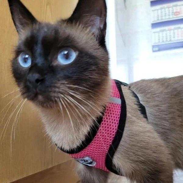Laisse et harnais pour chat confortable - Promenez votre chat en sécurité