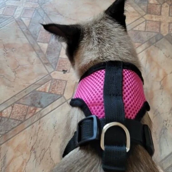 Laisse et harnais pour chat confortable - Promenez votre chat en sécurité