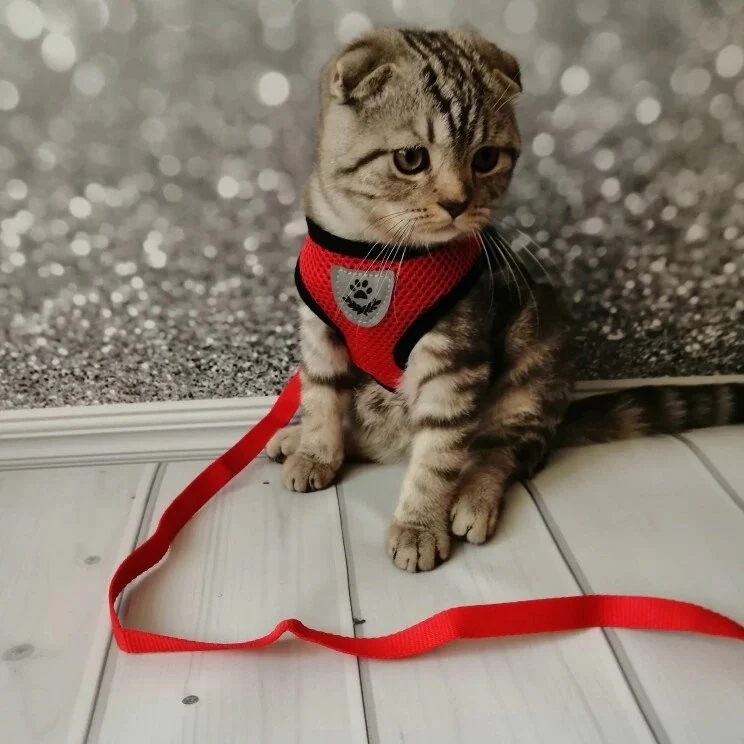 Laisse et harnais pour chat confortable - Promenez votre chat en sécurité