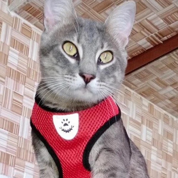 Laisse et harnais pour chat confortable - Promenez votre chat en sécurité