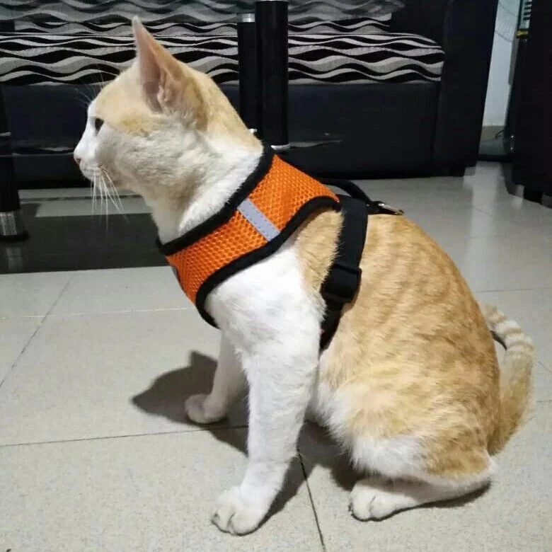 Laisse et harnais pour chat confortable - Promenez votre chat en sécurité