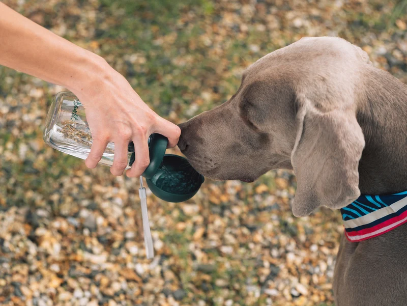 Gourde pour chien
