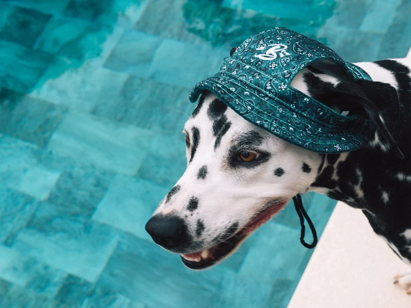 Bob pour chien