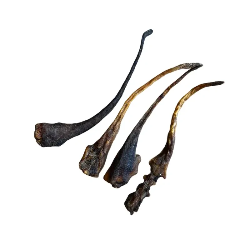 Queue de Sanglier pour Chien Cernunos