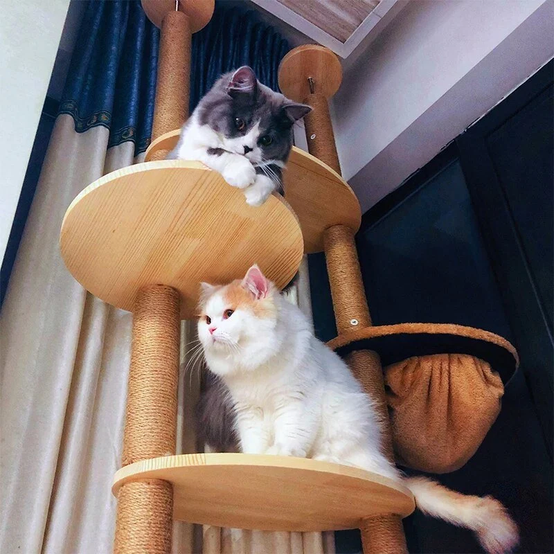 Poteaux pour arbre à chat en bois massif.