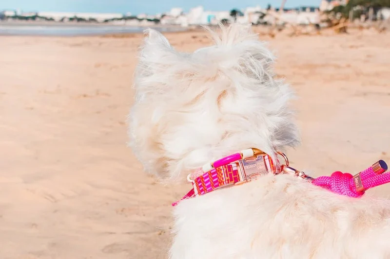 Collier pour chien en tissu artisanal Britney Frimousse Dog — Rose & paillettes dorées