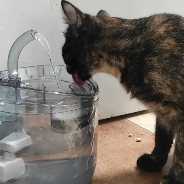 Fontaine à eau intelligente pour chat avec détecteur de mouvement