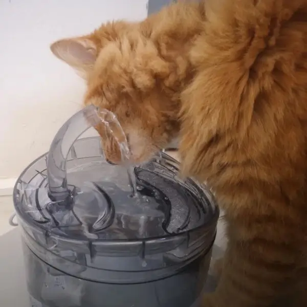 Fontaine à eau intelligente pour chat avec détecteur de mouvement